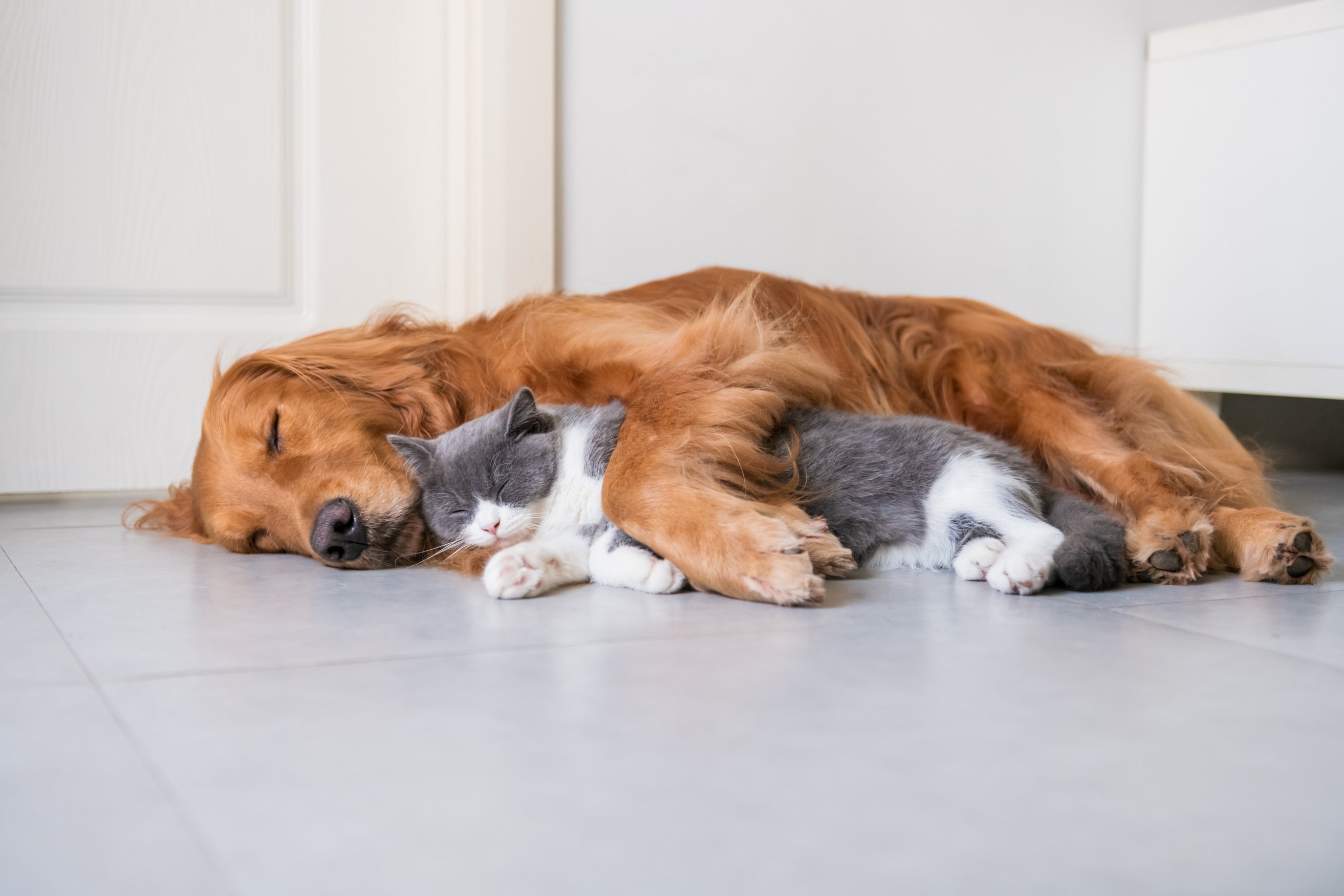 Golden Hound and British short-haired cat