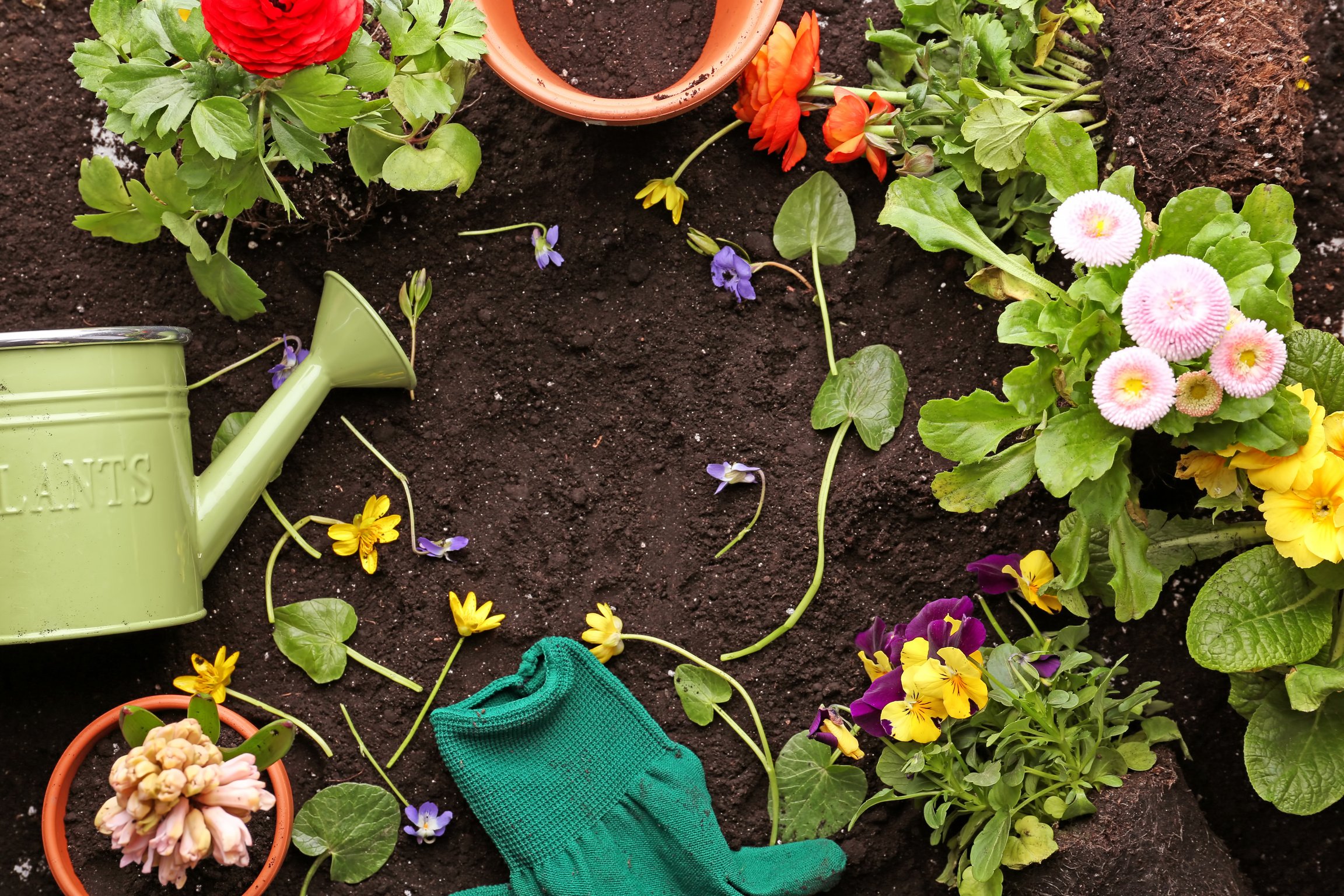 Flowering Plants and Gardening Tools